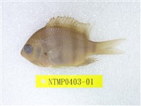 藏品(條紋豆娘魚)的圖片